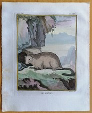 Buffon riginaldruck frühe gebraucht kaufen Buffon riginaldruck frühe gebraucht kaufen  Neuendettelsau