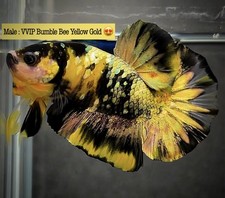 Live betta fish for sale  Philadelphia