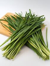 1000 samen schnittknoblauch gebraucht kaufen  Frammersbach