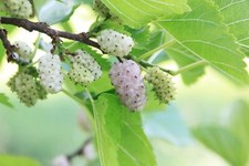 Gelso bianco morus usato  Valmacca