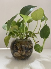 Pothos indoor live for sale  Corona