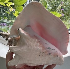 Large vintage natural for sale  BRISTOL