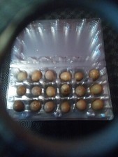 Chinese quail eggs for sale  STOKE-ON-TRENT