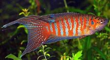 Paradise fish gourami for sale  HAYWARDS HEATH