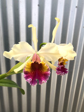 nice plants for sale nice plants for sale USA