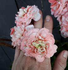 Pelargonie jungpflanze rushmoo gebraucht kaufen  Forbach