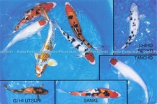 D200329 maidenhead aquatics for sale  WARLINGHAM