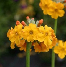 Primula candelabra bulleyana for sale  SALTASH
