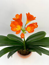 Tropical clivia miniata for sale  LONDON