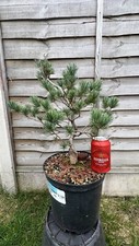 Japanese white pine for sale  MARKET DRAYTON