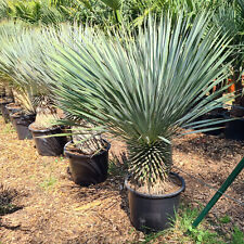 Blaue yucca rostrata gebraucht kaufen  Altfraunhofen