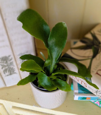Platycerium bifucatum stag for sale  GREAT YARMOUTH