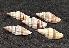 Nay nay shells for sale  REDRUTH