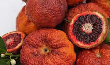 Citrus sinensis clementino usato  Trappeto