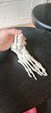 human skeleton model for sale human skeleton model for sale NEWTOWNABBEY