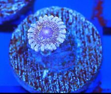 Solar circus zoa for sale  Placentia