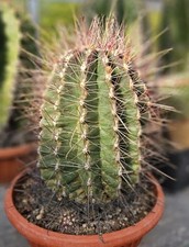 Hamatocactus gross kaktus gebraucht kaufen  Korbach