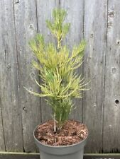 Giant redwood vida for sale  CHORLEY