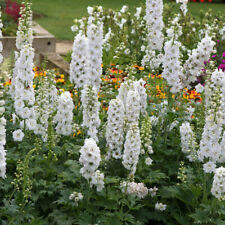 Delphinium pure white for sale  LLANDYSUL