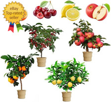 Mix dwarf bonsai for sale  Richmond Hill