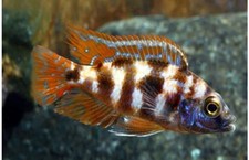 african cichlid fish for sale african cichlid fish for sale Miami