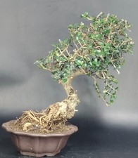 Bonsai olivastro wildolive usato  Cison di Valmarino