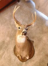 Point whitetail deer for sale  Conyers