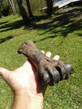 bison fossil for sale bison fossil for sale Steinhatchee