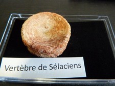 Fossile vertèbres poisson d'occasion  Saint-Aubin-sur-Mer