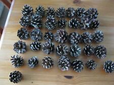 Natural small mini for sale  NORWICH
