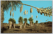 Desert yucca vintage d'occasion  Expédié en Belgium