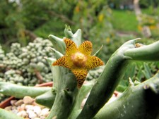 Używany, Orbea schweinfurthii na sprzedaż  Wysyłka do Poland