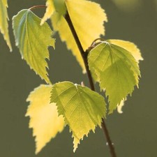 Betula golden obelisk for sale  UK