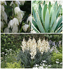 Semi yucca filamentosa usato  Nizza di Sicilia