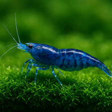 Blue dream shrimp for sale  Westminster