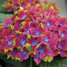 Hydrangea macrophylla glam for sale  HORSHAM