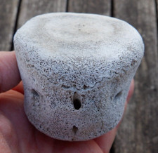 Rare aurora fossil for sale  USA