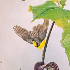 Birds avians aves for sale  Sahuarita