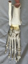 Human anatomical model for sale  SEVENOAKS