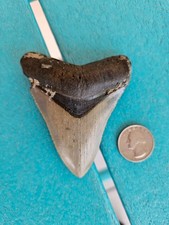 Megalodon shark tooth for sale  Carolina Beach