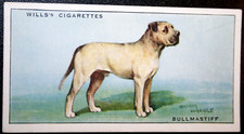 Bullmastiff vintage 1937 for sale  DERBY
