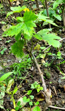 Weinrebe weintraube riesling gebraucht kaufen  Koblenz