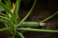 Vegetable courgette green for sale  WREXHAM