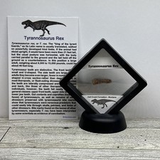 Tyrannosaurus rex rex for sale  Davenport