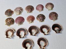 Stück deko muscheln gebraucht kaufen  München