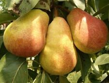 Birnbaum clapps liebling gebraucht kaufen  Essen
