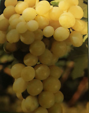 Uva moscatello bianco usato  Italia