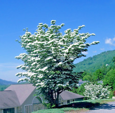 Kousa dogwood tree for sale  Lincolnton