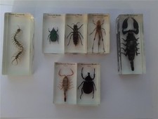 Various insects collectable for sale  LANCASTER
