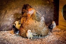 Giant brahma blue for sale  SEDBERGH